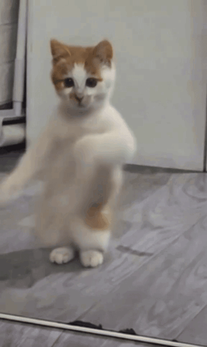 cat dancing fr